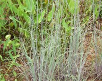 andropogon capillipes 8-10.jpg